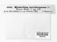 Hysterium nervisequum image
